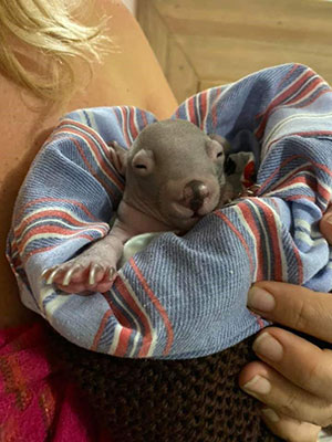 Mt Wilga and Berkeley Vale Private Hospitals help ‘Willamina the Wombat’ return to the wild