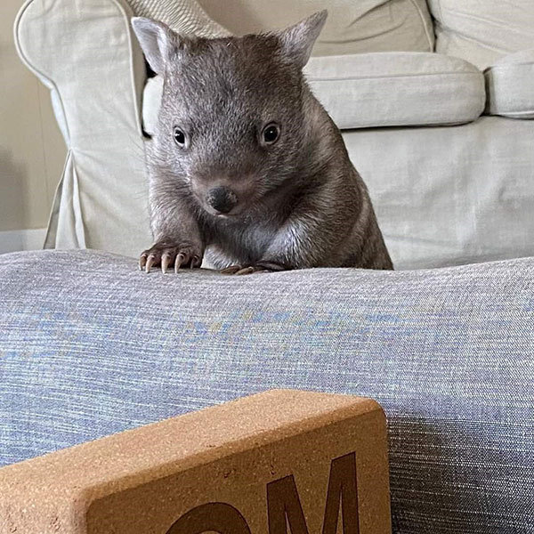 Mt Wilga and Berkeley Vale Private Hospitals help ‘Willamina the Wombat’ return to the wild