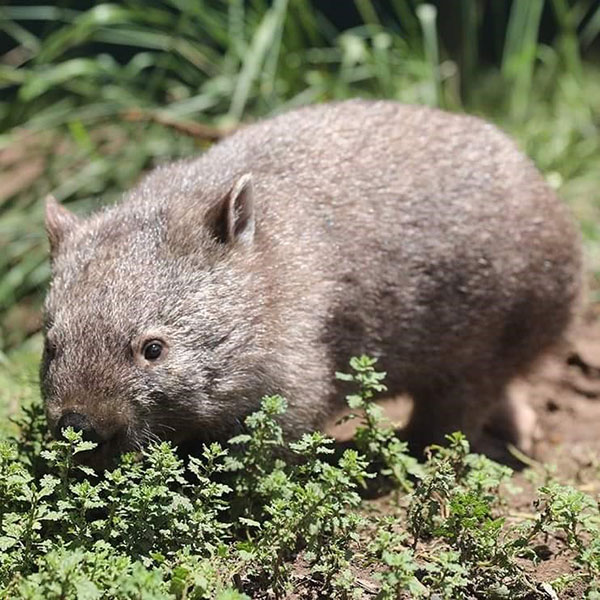 Mt Wilga and Berkeley Vale Private Hospitals help ‘Willamina the Wombat’ return to the wild